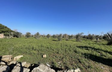 CASA COLONICA CON AMPIO TERRENO DI PROPRIETA’ – Squinzano (Le), Strada Provinciale 95