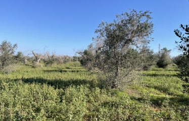 CASA COLONICA CON AMPIO TERRENO DI PROPRIETA’ – Squinzano (Le), Strada Provinciale 95
