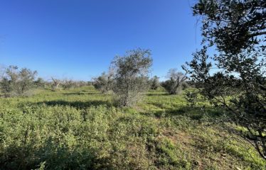 CASA COLONICA CON AMPIO TERRENO DI PROPRIETA’ – Squinzano (Le), Strada Provinciale 95