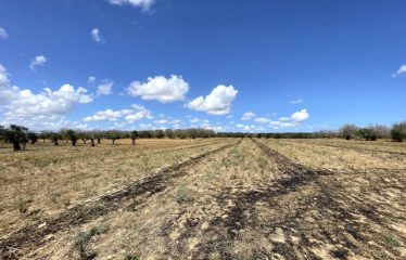 TERRENO CON FABBRICATO RURALE – Squinzano (Le), zona Afra