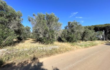 TERRENO AGRICOLO CON TRULLO – Squinzano (Le), Strada comunale Manna Petrelli