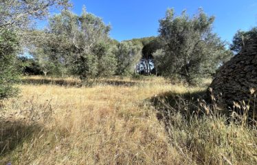 TERRENO AGRICOLO CON TRULLO – Squinzano (Le), Strada comunale Manna Petrelli