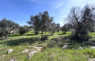 TERRENI AL MARE &ndash; Casalabate (Le)