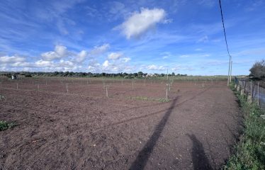 TERRENO AGRICOLO – Squinzano (Le)