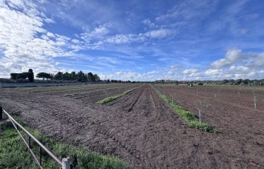 TERRENO AGRICOLO – Squinzano (Le)