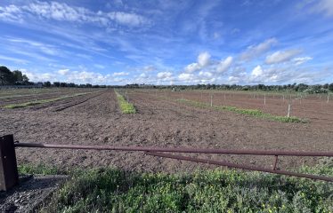 TERRENO AGRICOLO – Squinzano (Le)