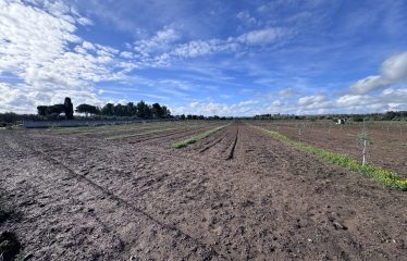 TERRENO AGRICOLO – Squinzano (Le)