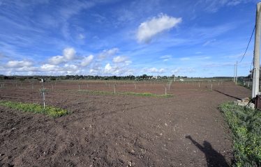 TERRENO AGRICOLO – Squinzano (Le)